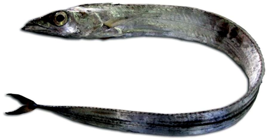 Lepidopus caudatus_03.jpg